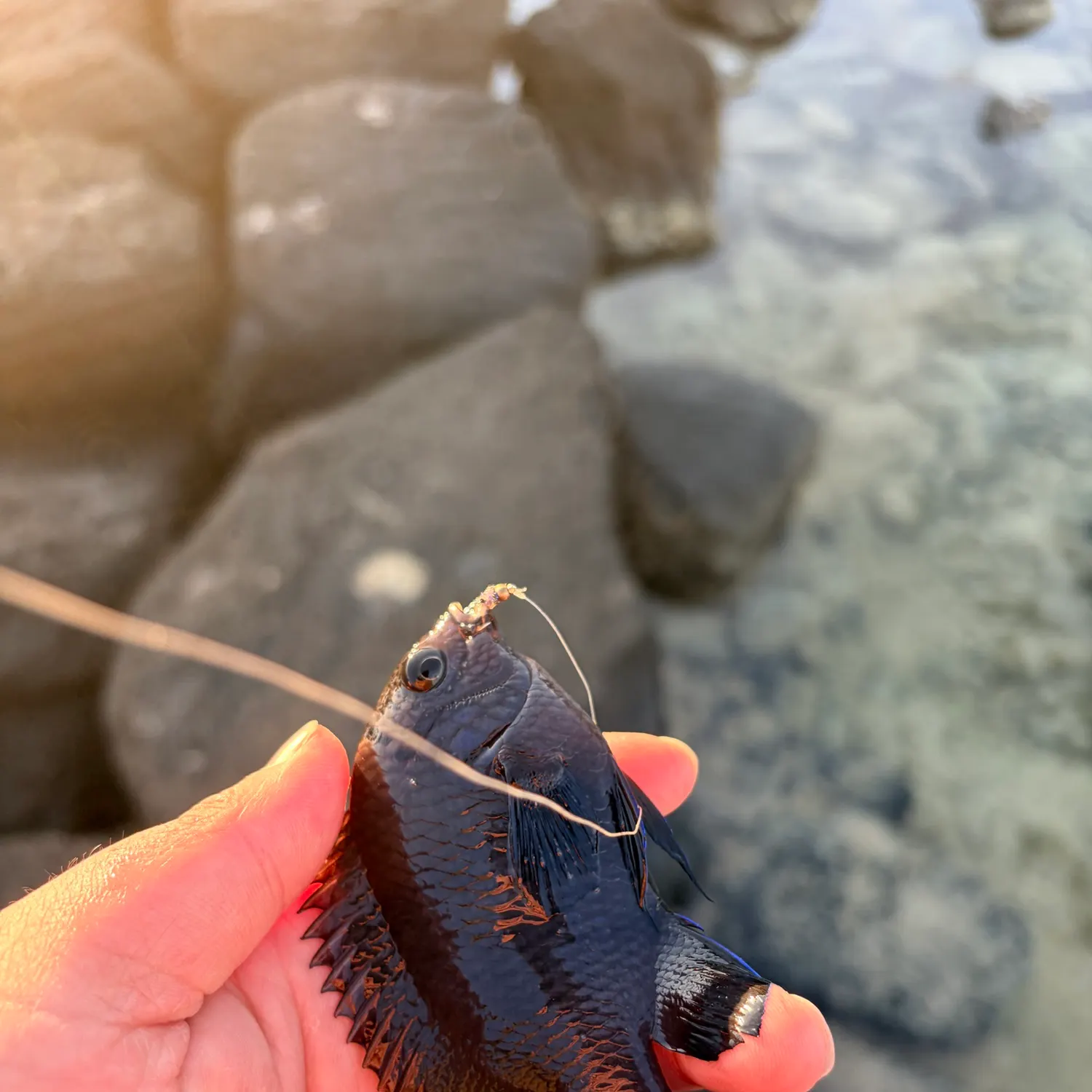 The most recent Dusky damselfish catches on Fishbrain