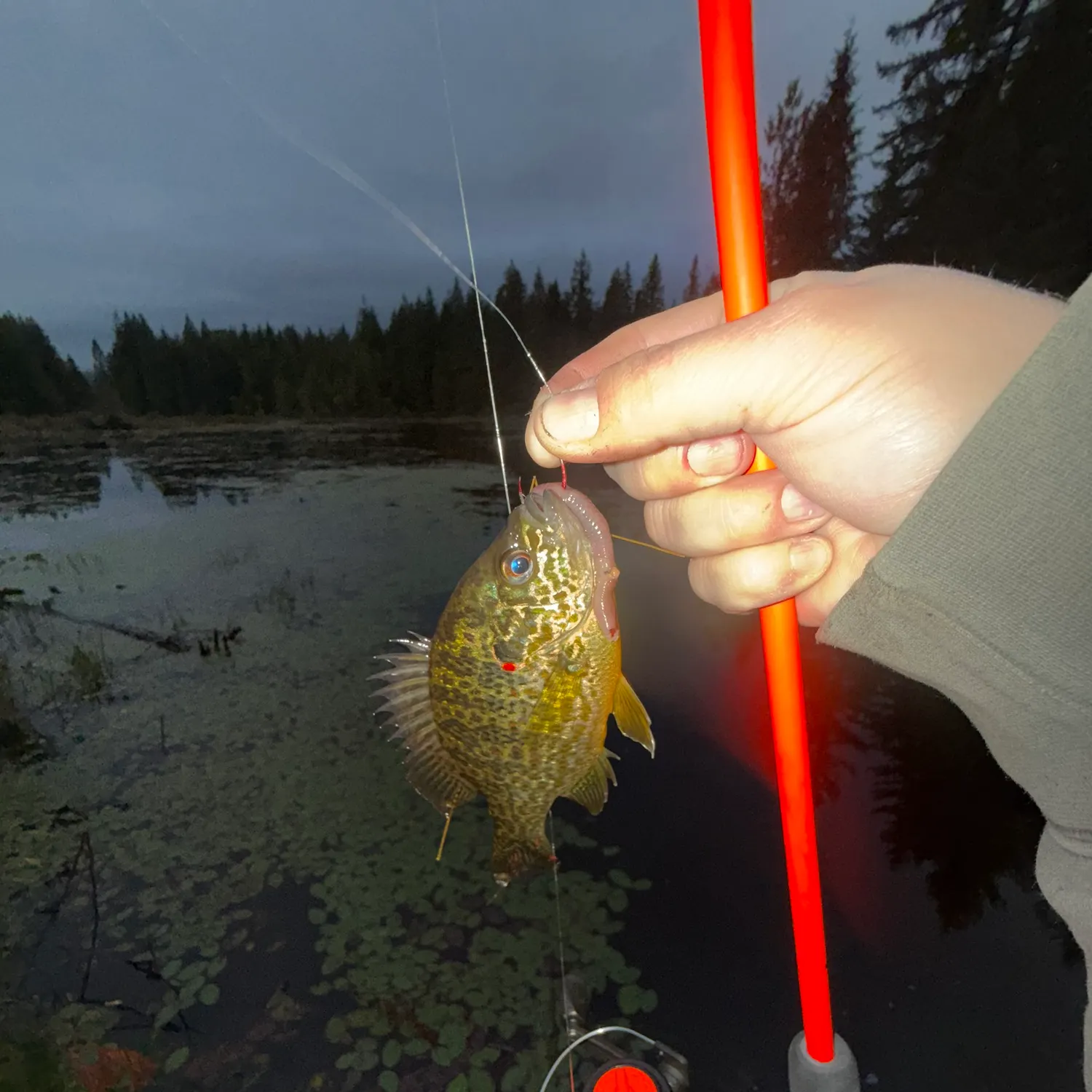 Pumpkinseed caught on Fishbrain