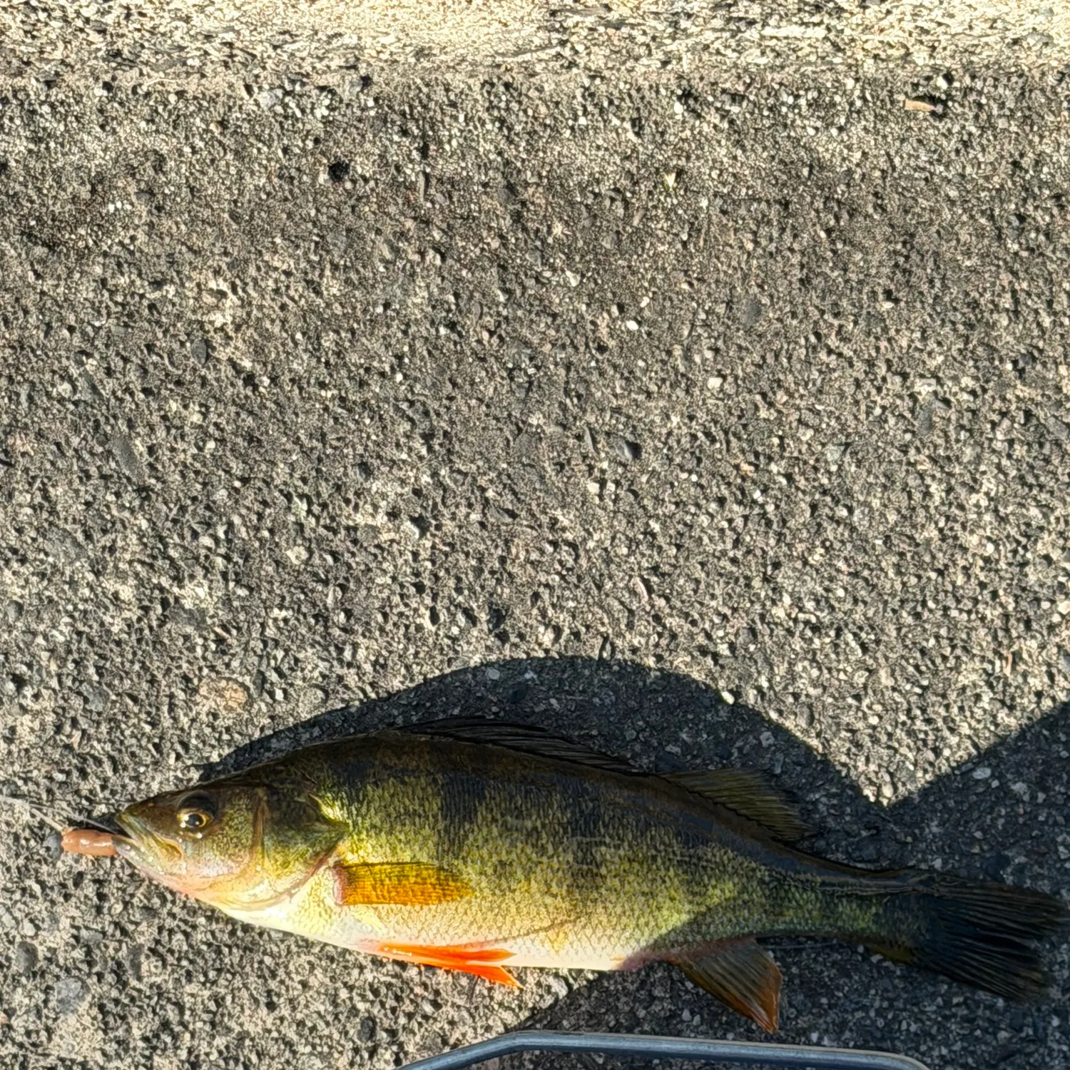 Yellow perch caught on Fishbrain