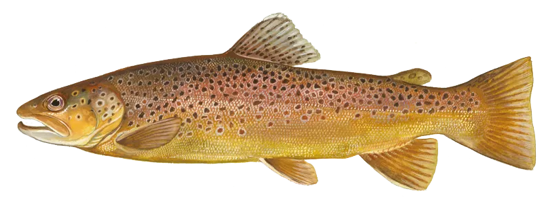 Brown trout