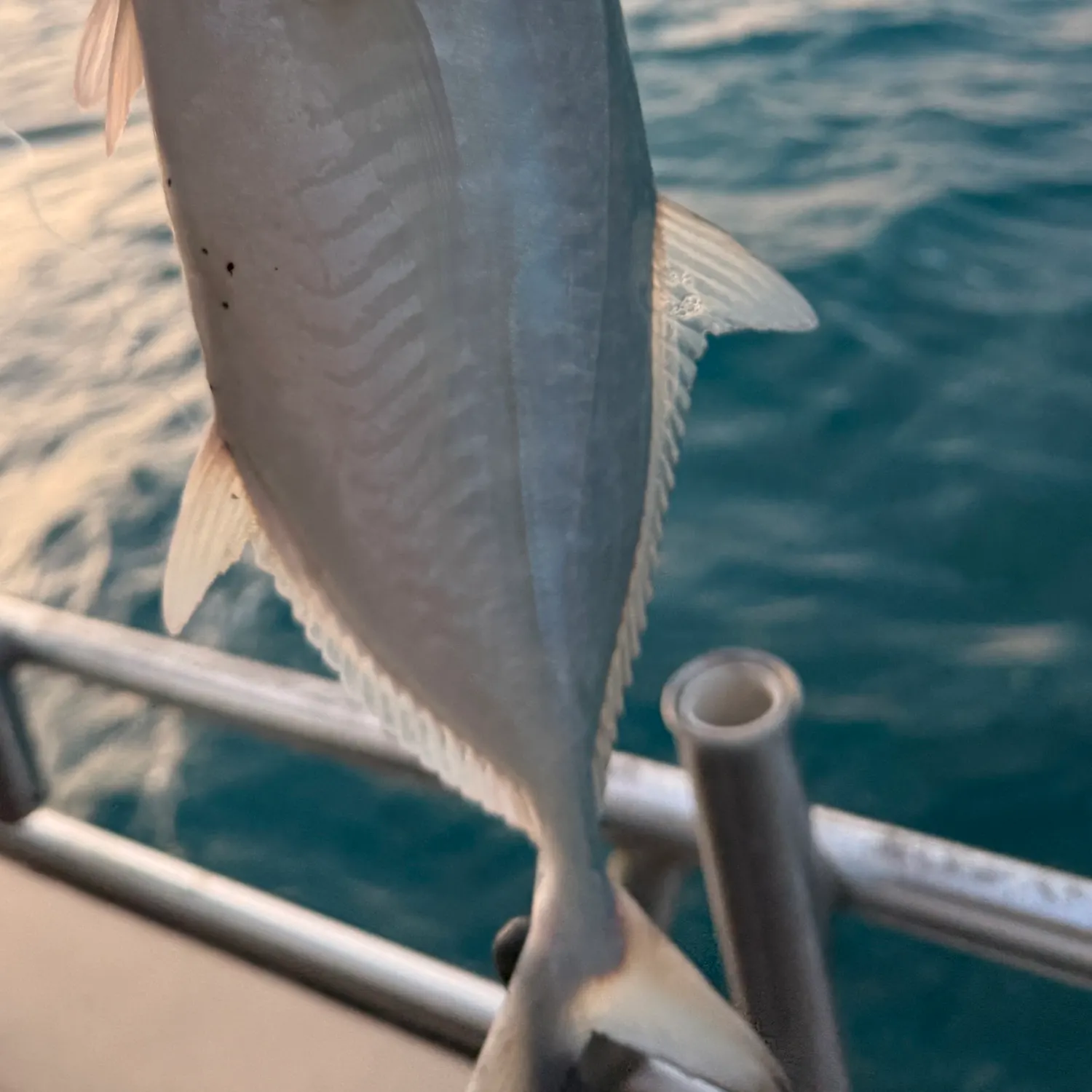Bar jack caught on Fishbrain