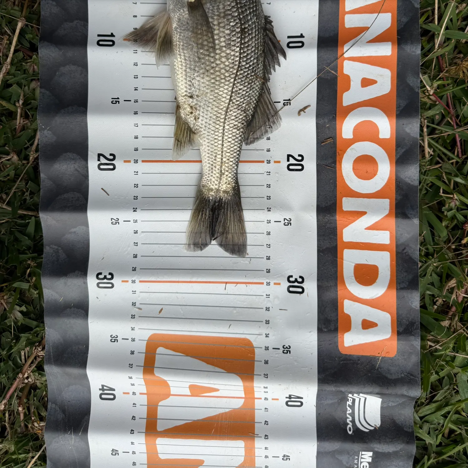 The most recent Australian bass catches on Fishbrain