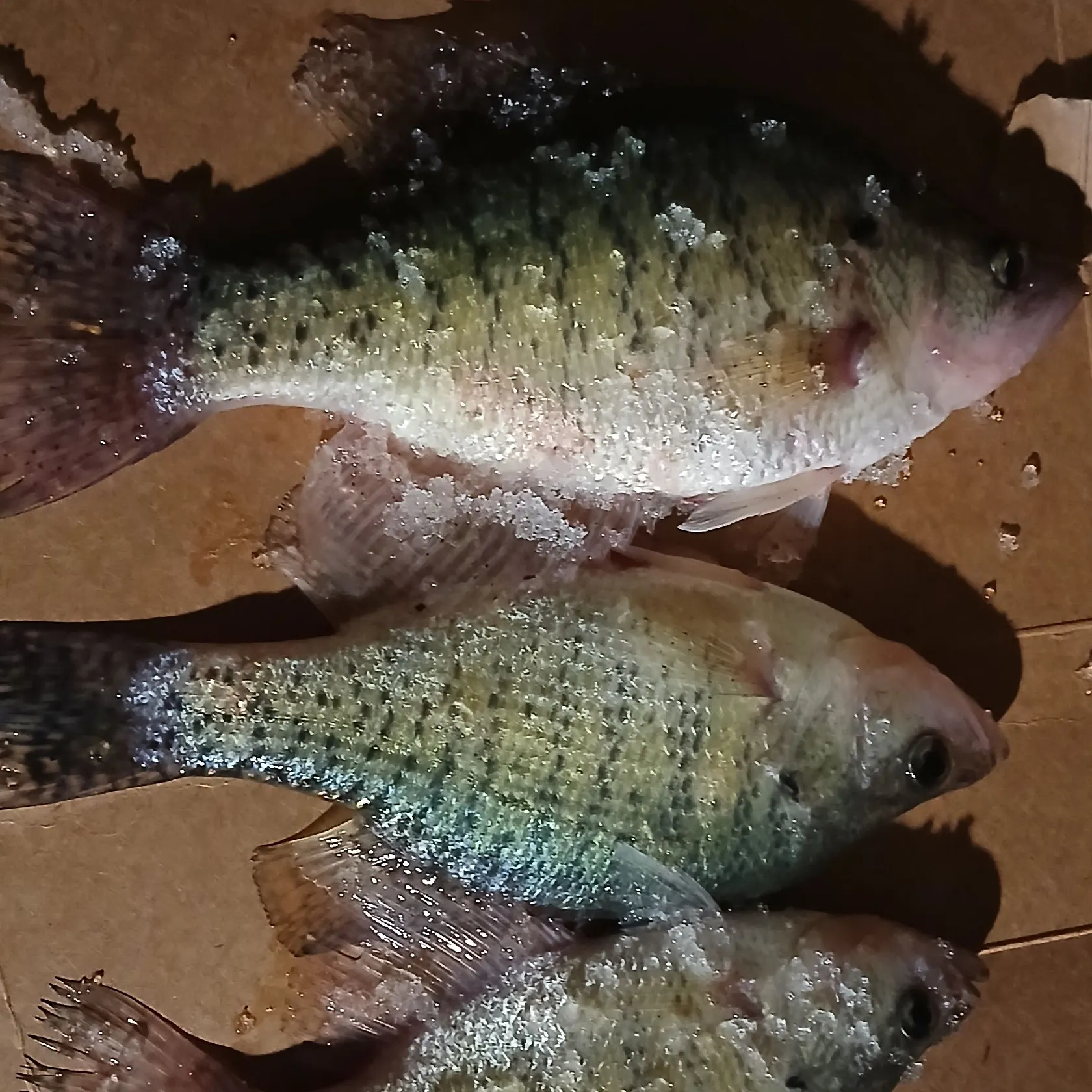 recently logged catches