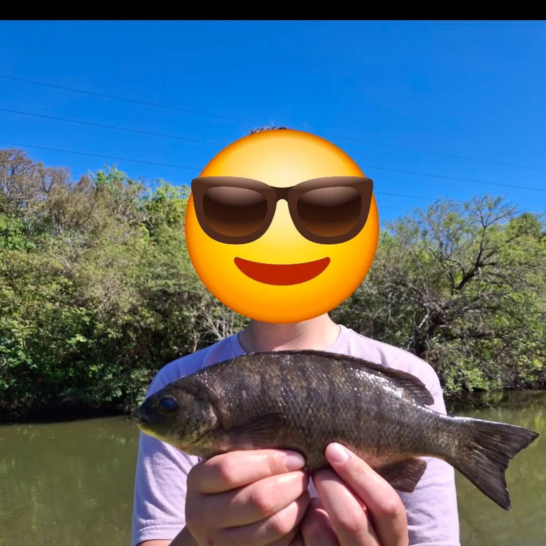 The most recent Luderick catches on Fishbrain