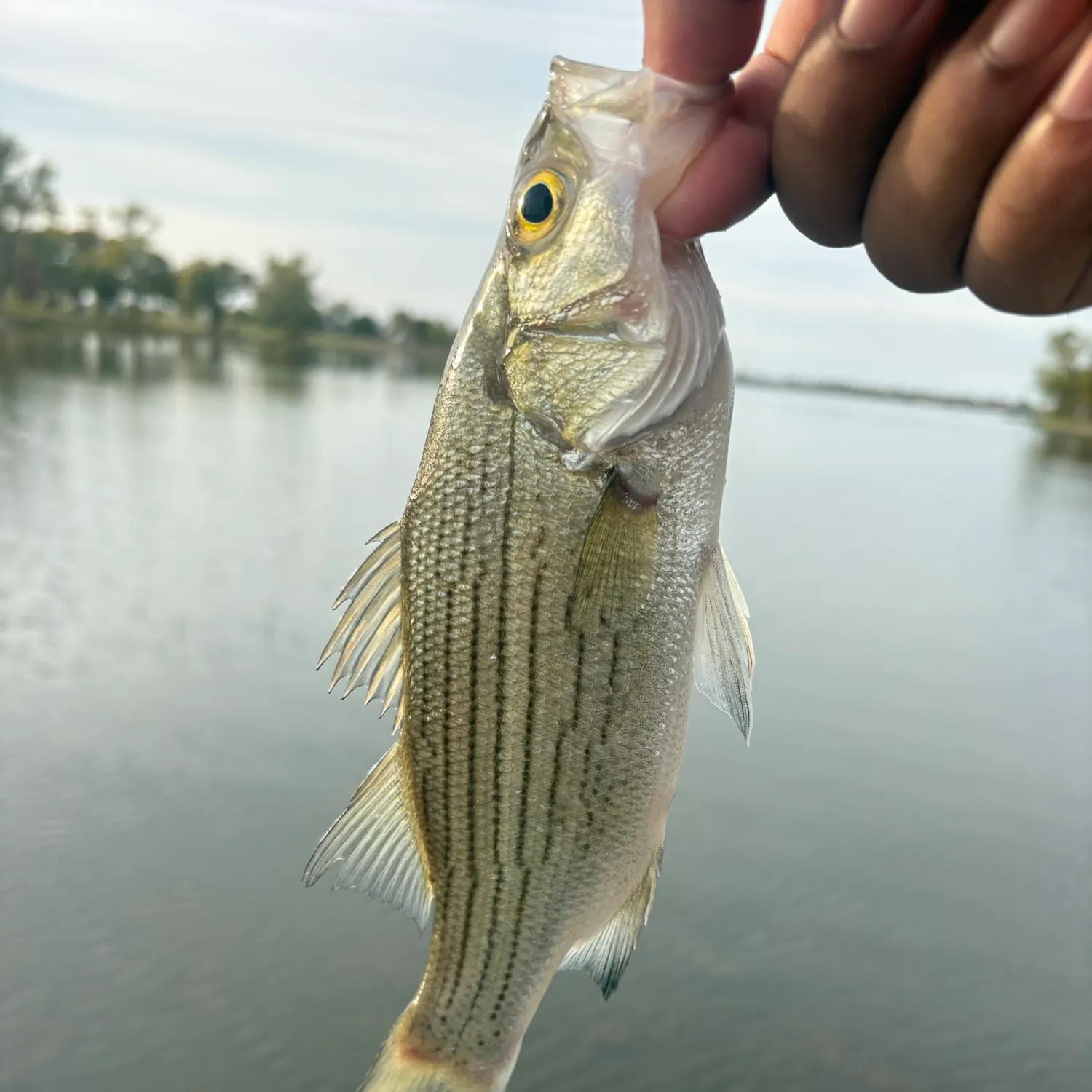 White bass caught on Fishbrain