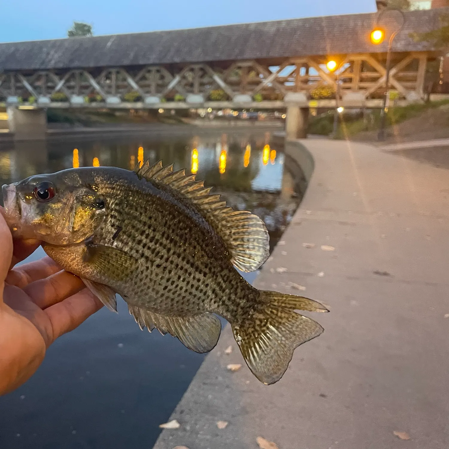 Rock bass caught on Fishbrain