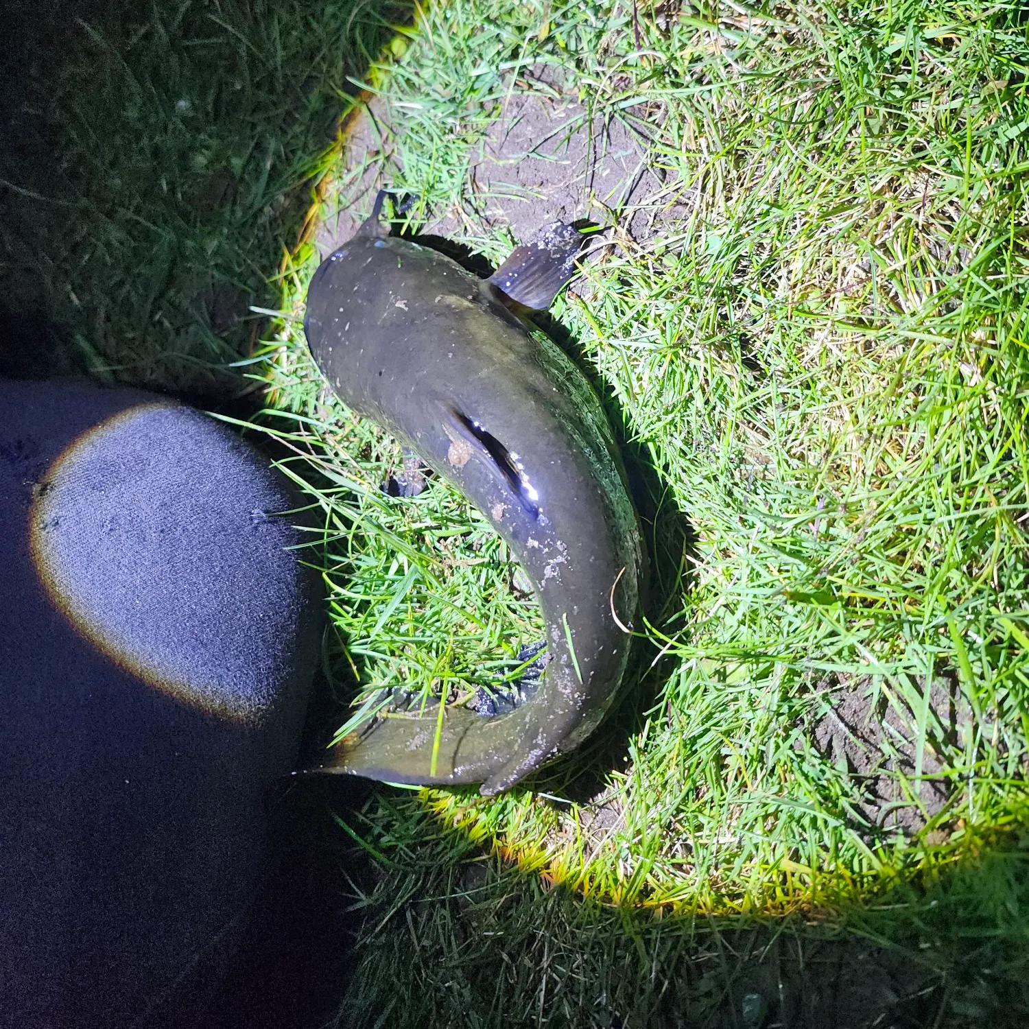 Yellow bullhead caught on Fishbrain