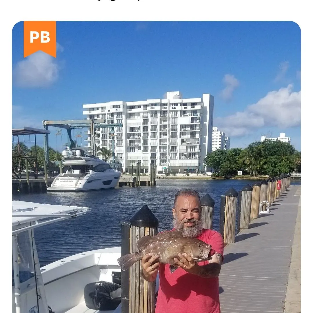The most recent Snowy grouper catches on Fishbrain
