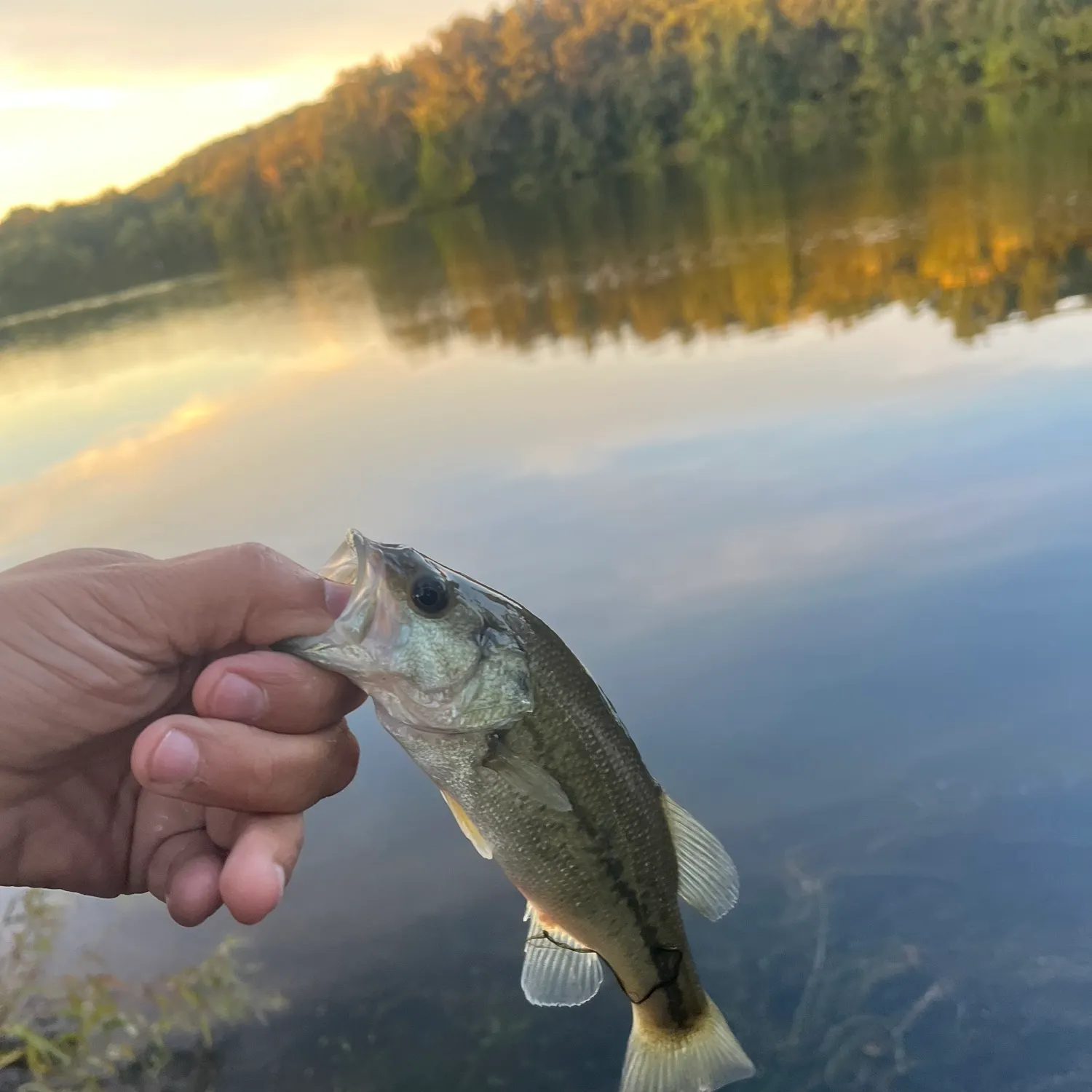 Largemouth bass caught on Fishbrain
