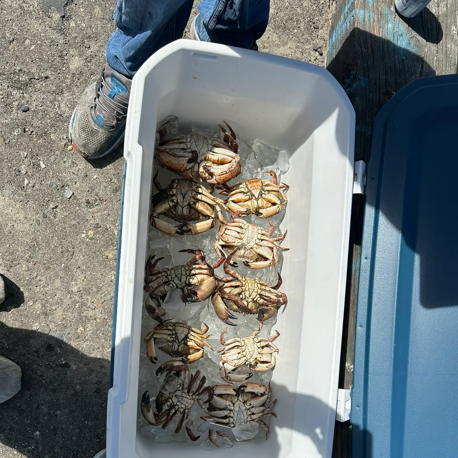 The most recent Red rock crab catches on Fishbrain