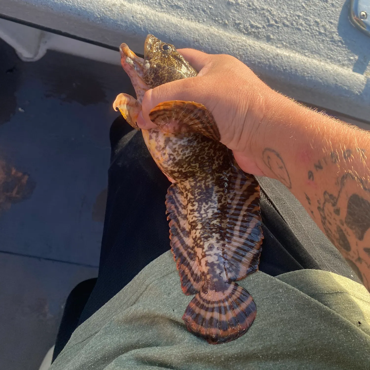 recently logged catches