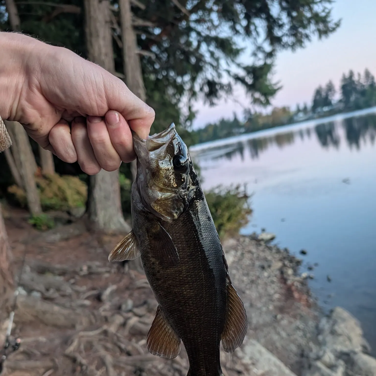 Smallmouth bass caught on Fishbrain