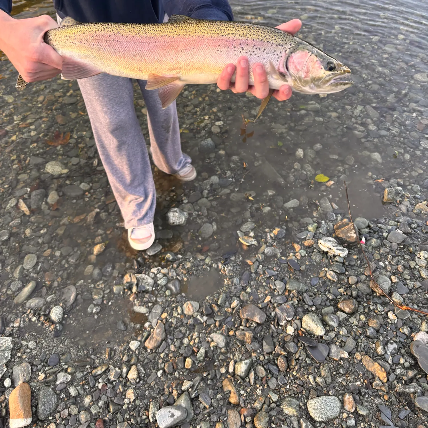 Steelhead caught on Fishbrain