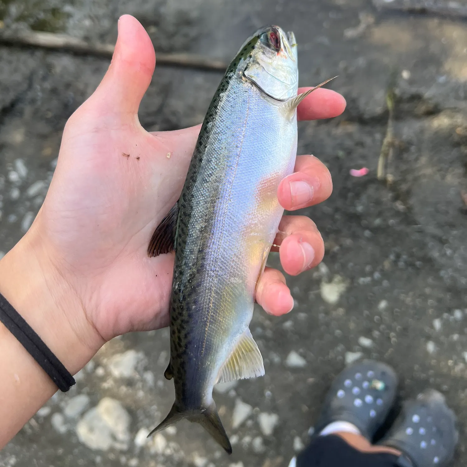 Coho salmon caught on Fishbrain