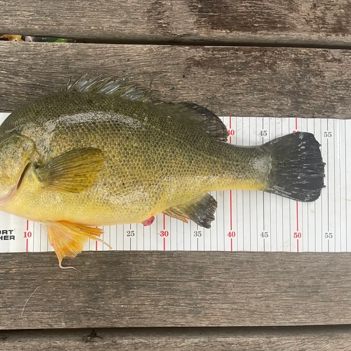 The most recent Golden perch catches on Fishbrain