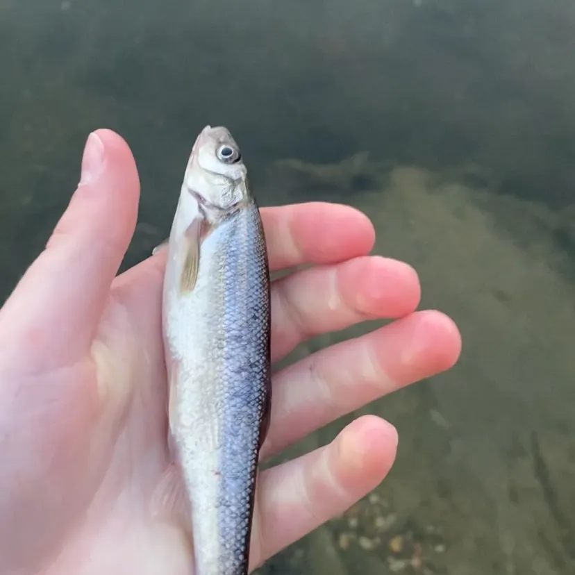 The most recent Lake chub catches on Fishbrain