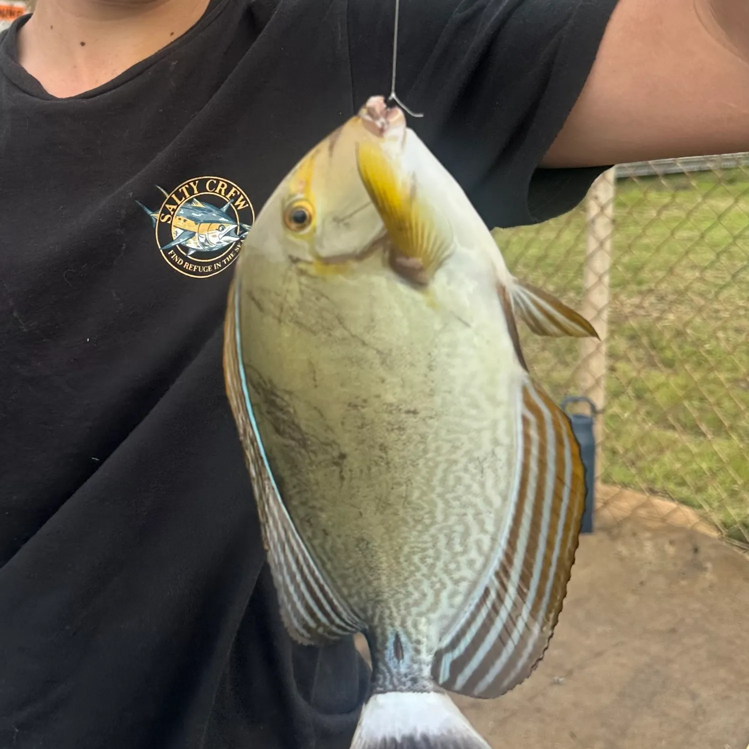 The most recent Blue tang surgeonfish catches on Fishbrain