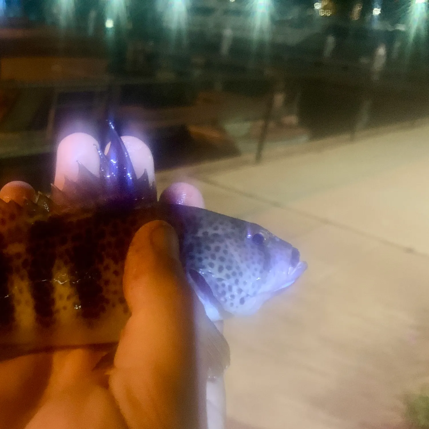 The most recent Spotted sand bass catches on Fishbrain