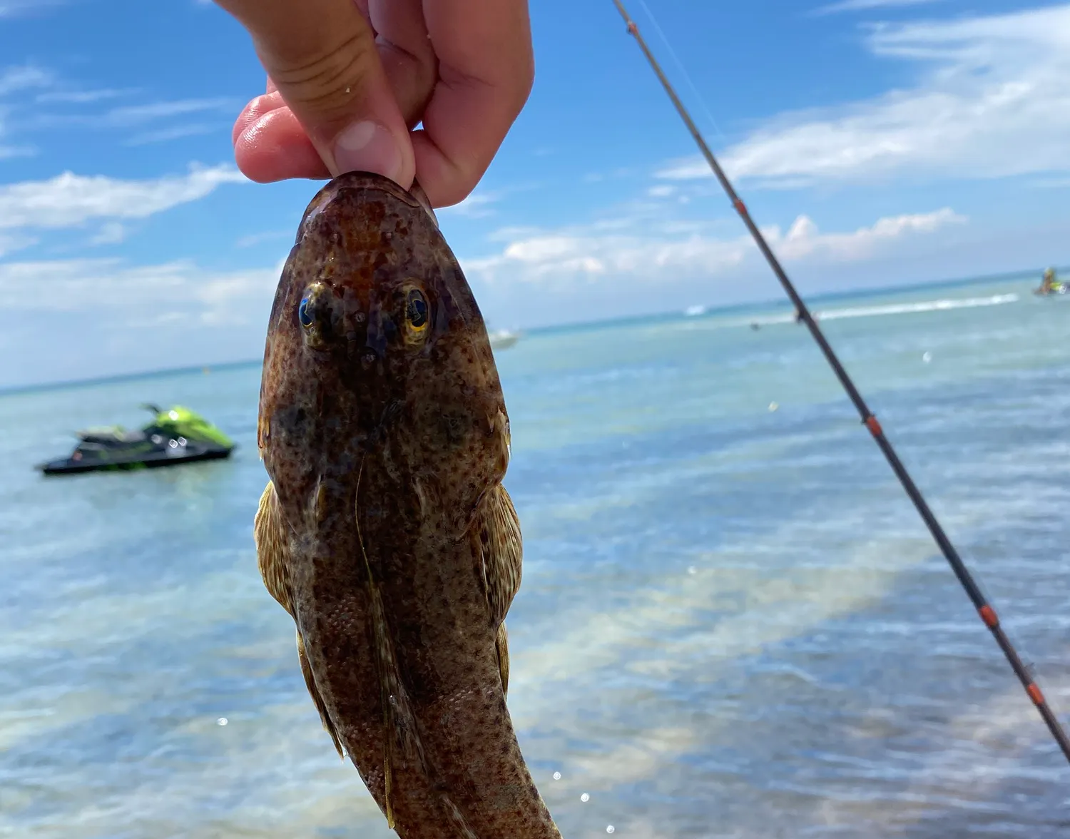 Blue-spotted flathead