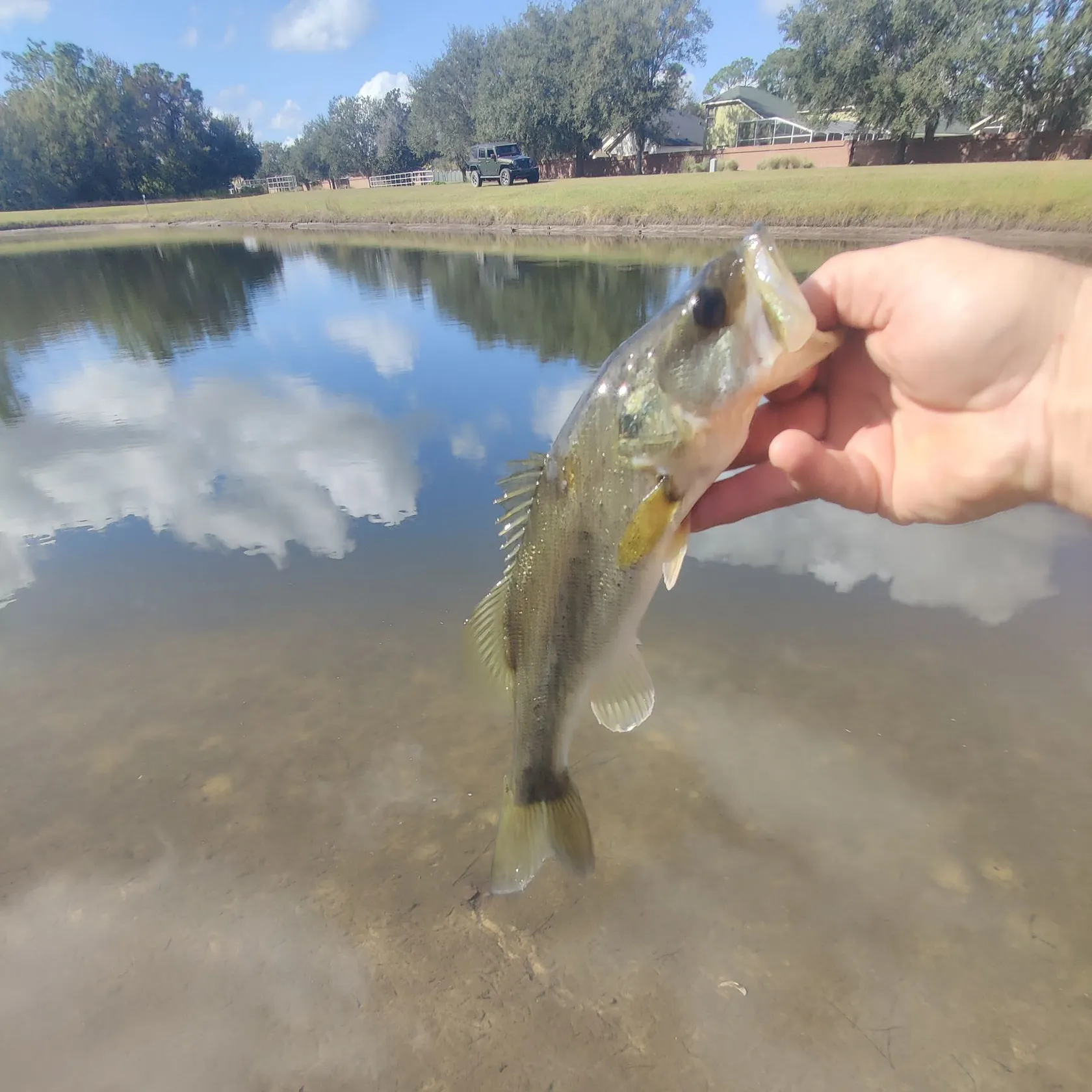 The most recent Largemouth bass catches on Fishbrain