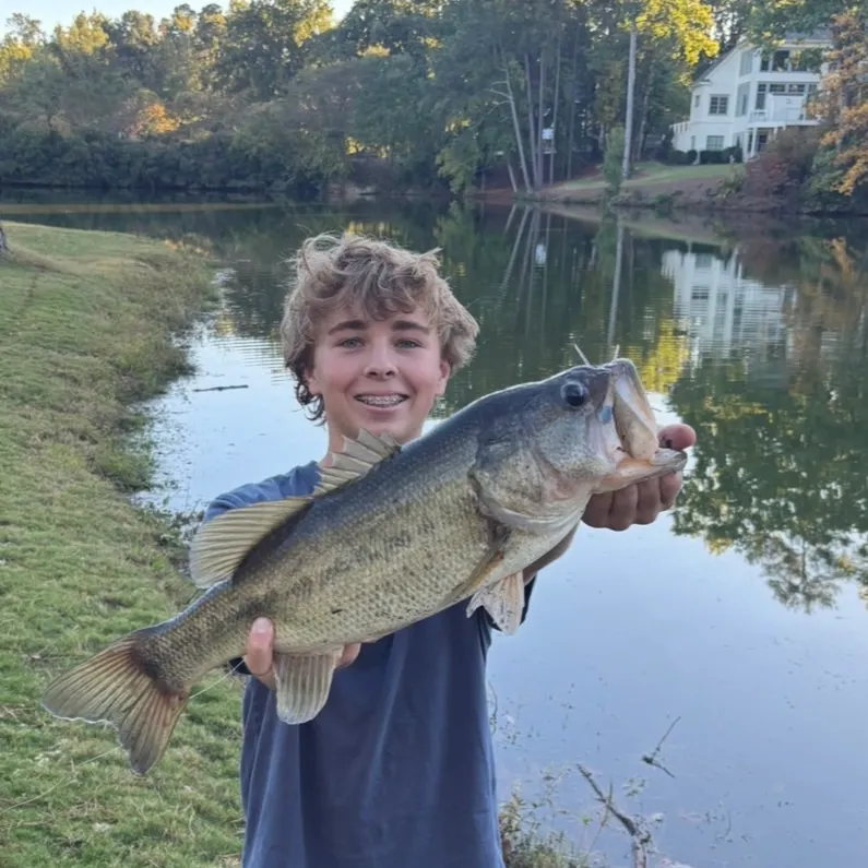 Largemouth bass caught on Fishbrain