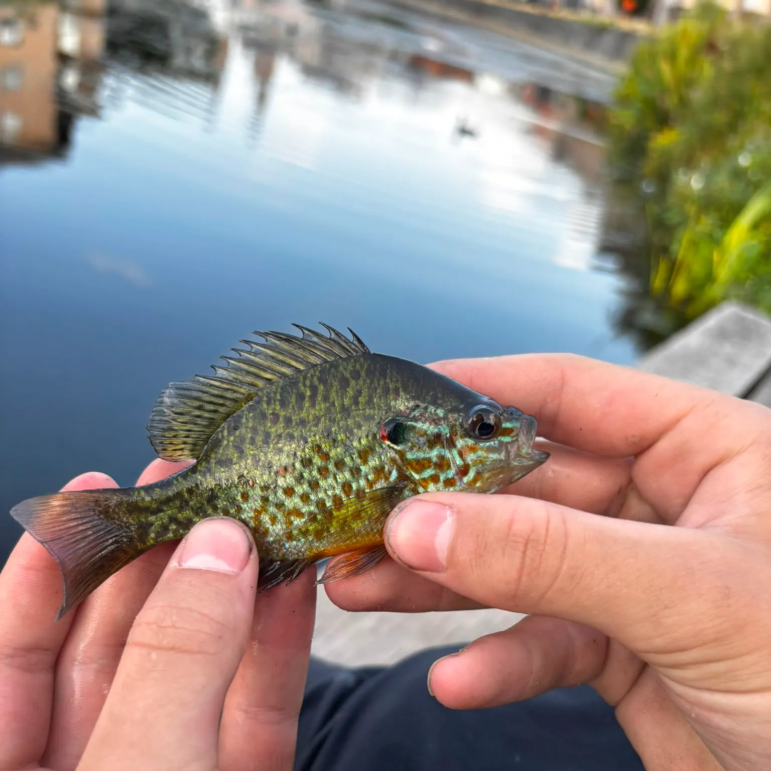 catch