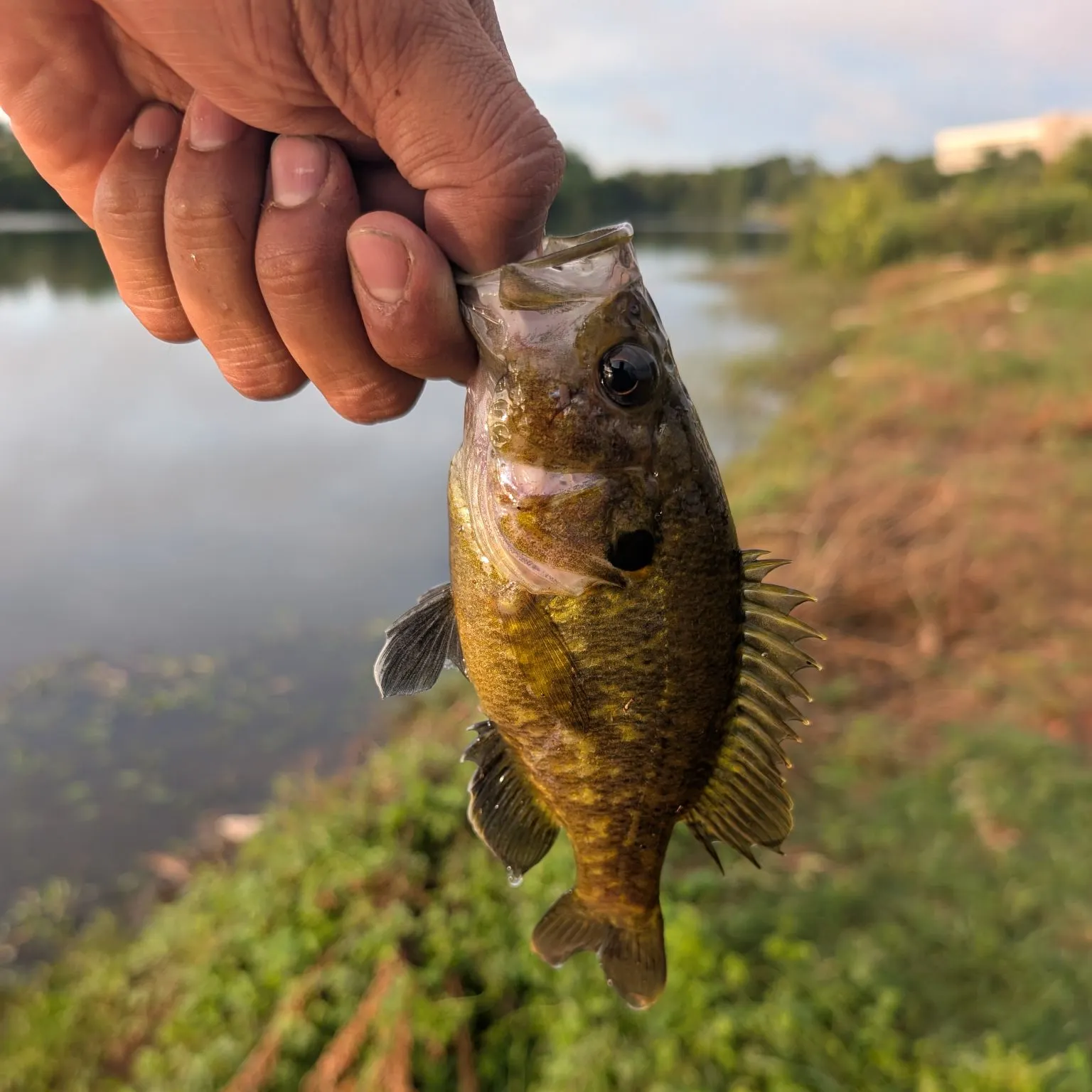 Warmouth caught on Fishbrain