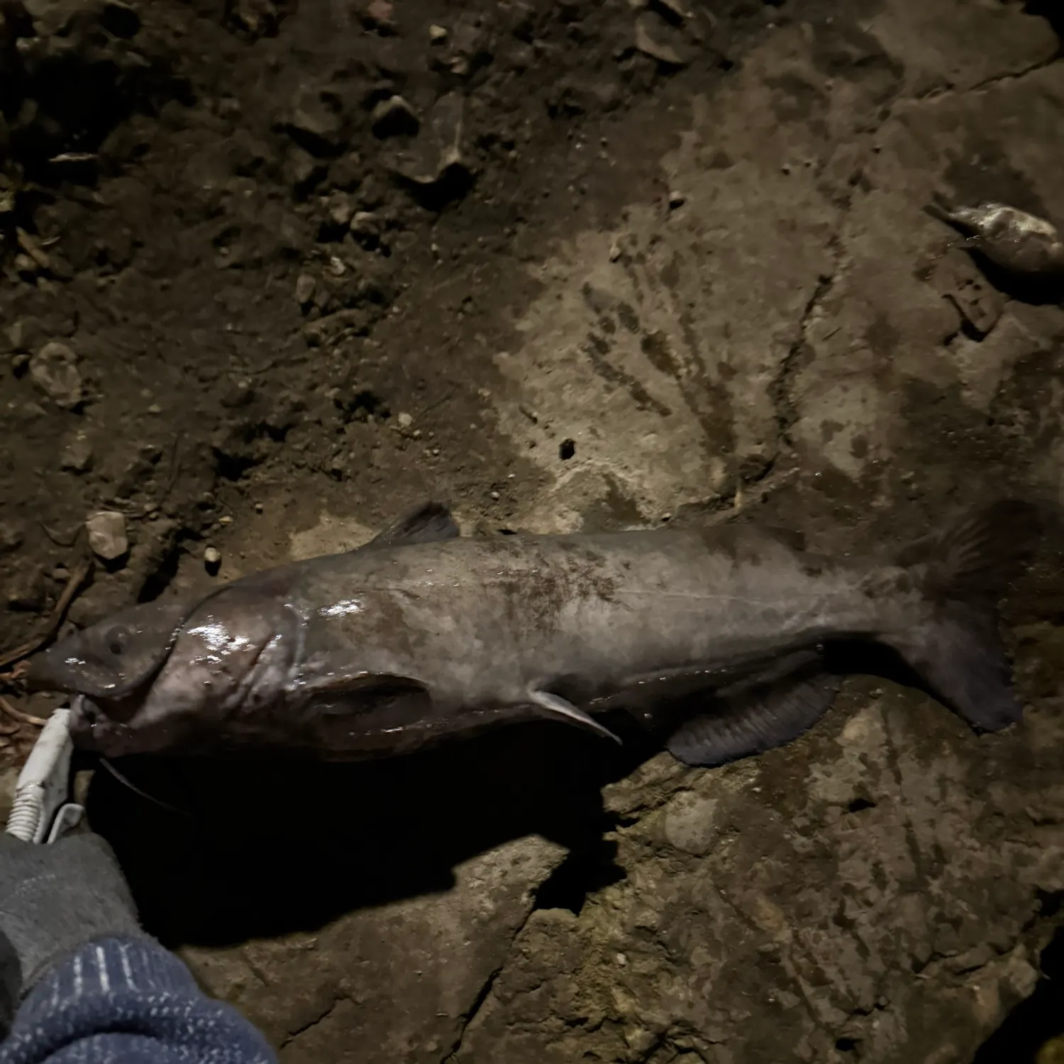 Channel catfish caught on Fishbrain