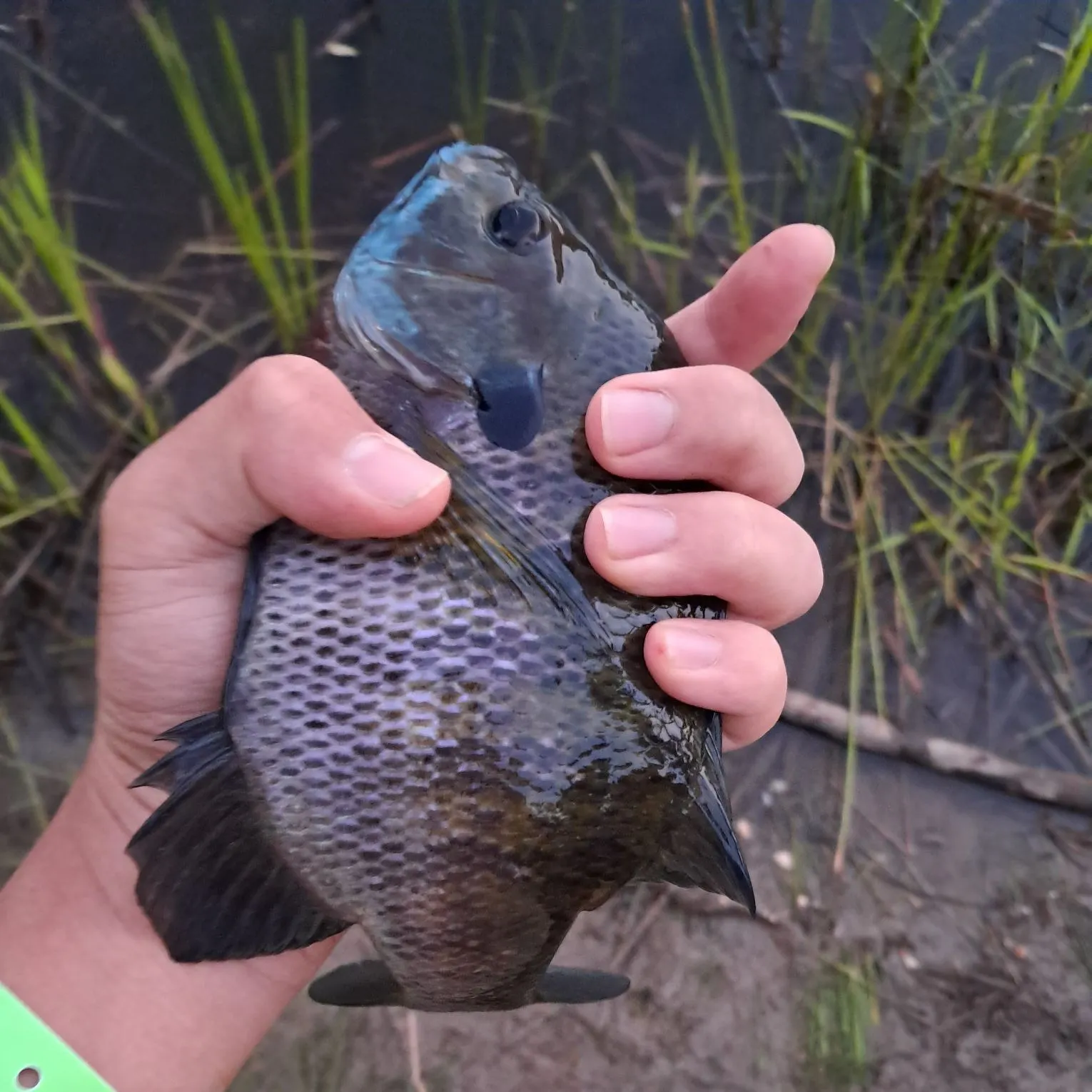 Bluegill caught on Fishbrain