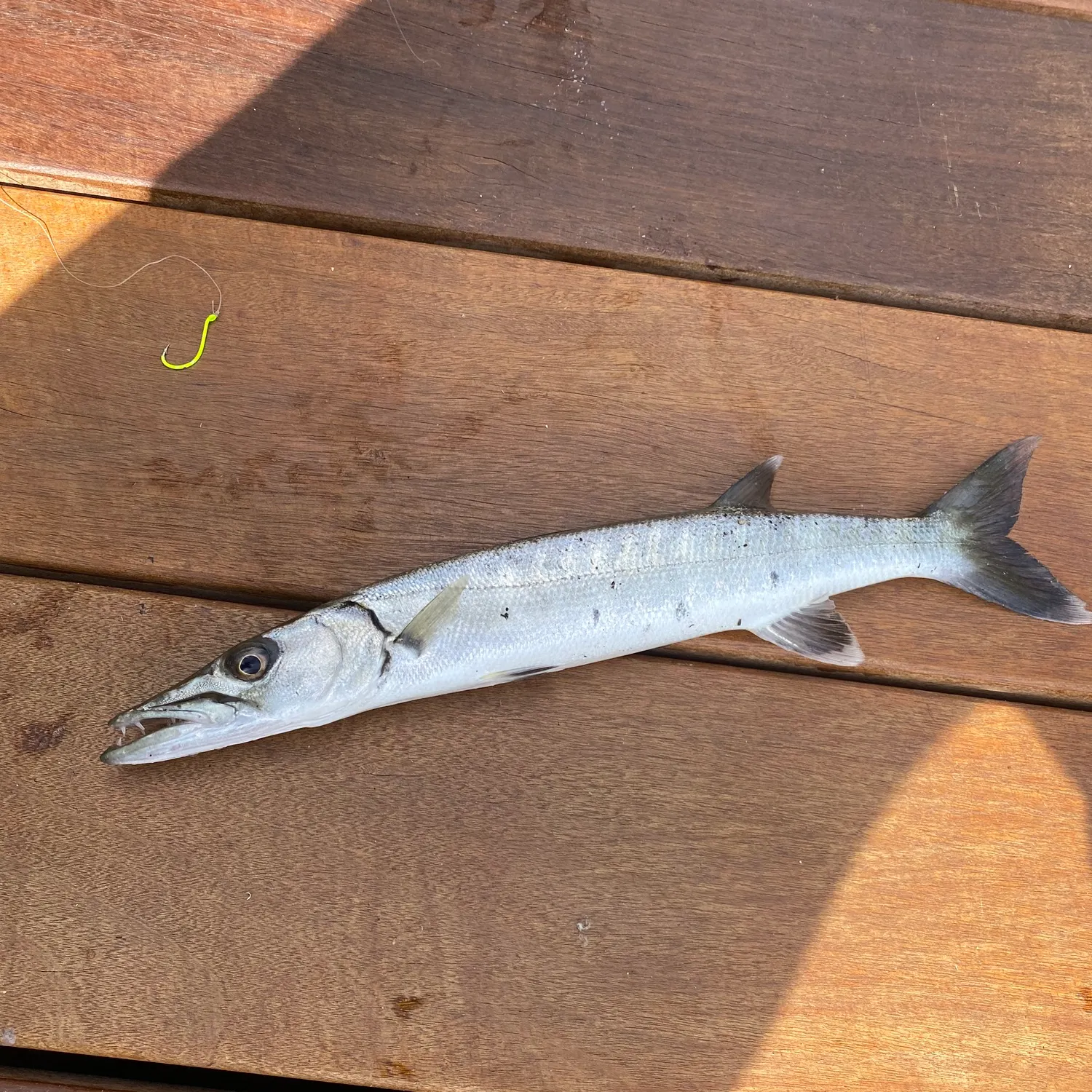 The most recent Great barracuda catches on Fishbrain