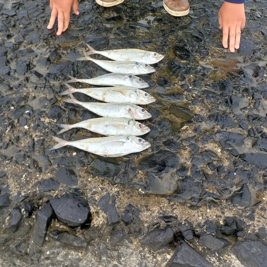 The most recent Allis shad catches on Fishbrain