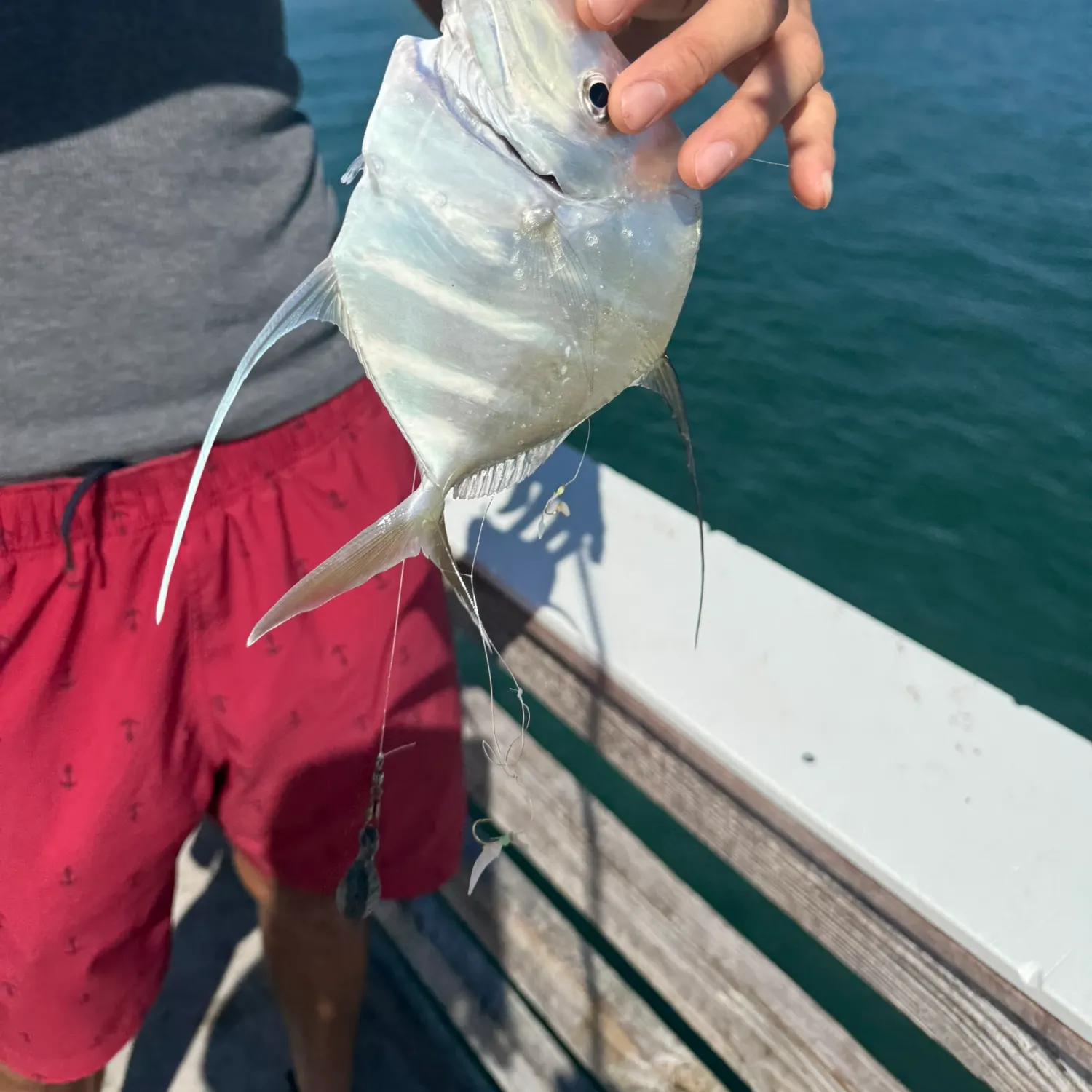 The most recent Lookdown catches on Fishbrain