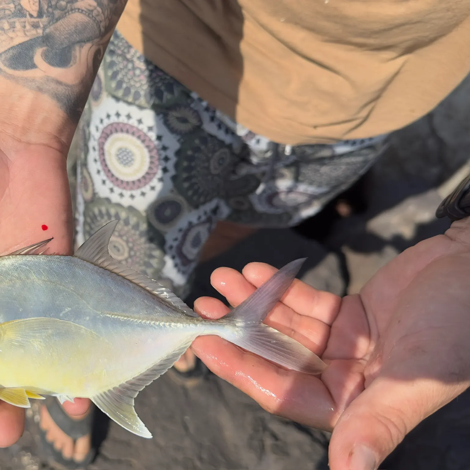 The most recent Bluefin trevally catches on Fishbrain