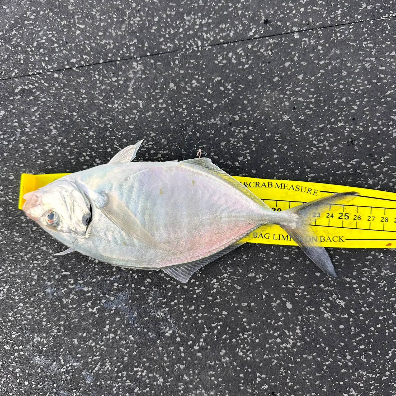 Silver trevally caught on Fishbrain