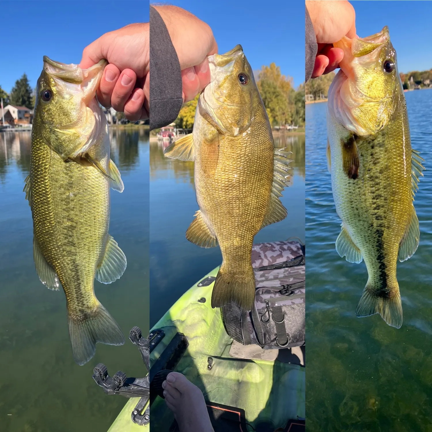 Smallmouth bass caught on Fishbrain