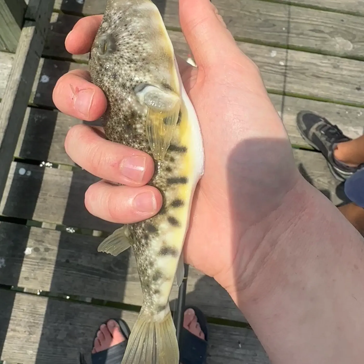 The most recent Northern puffer catches on Fishbrain