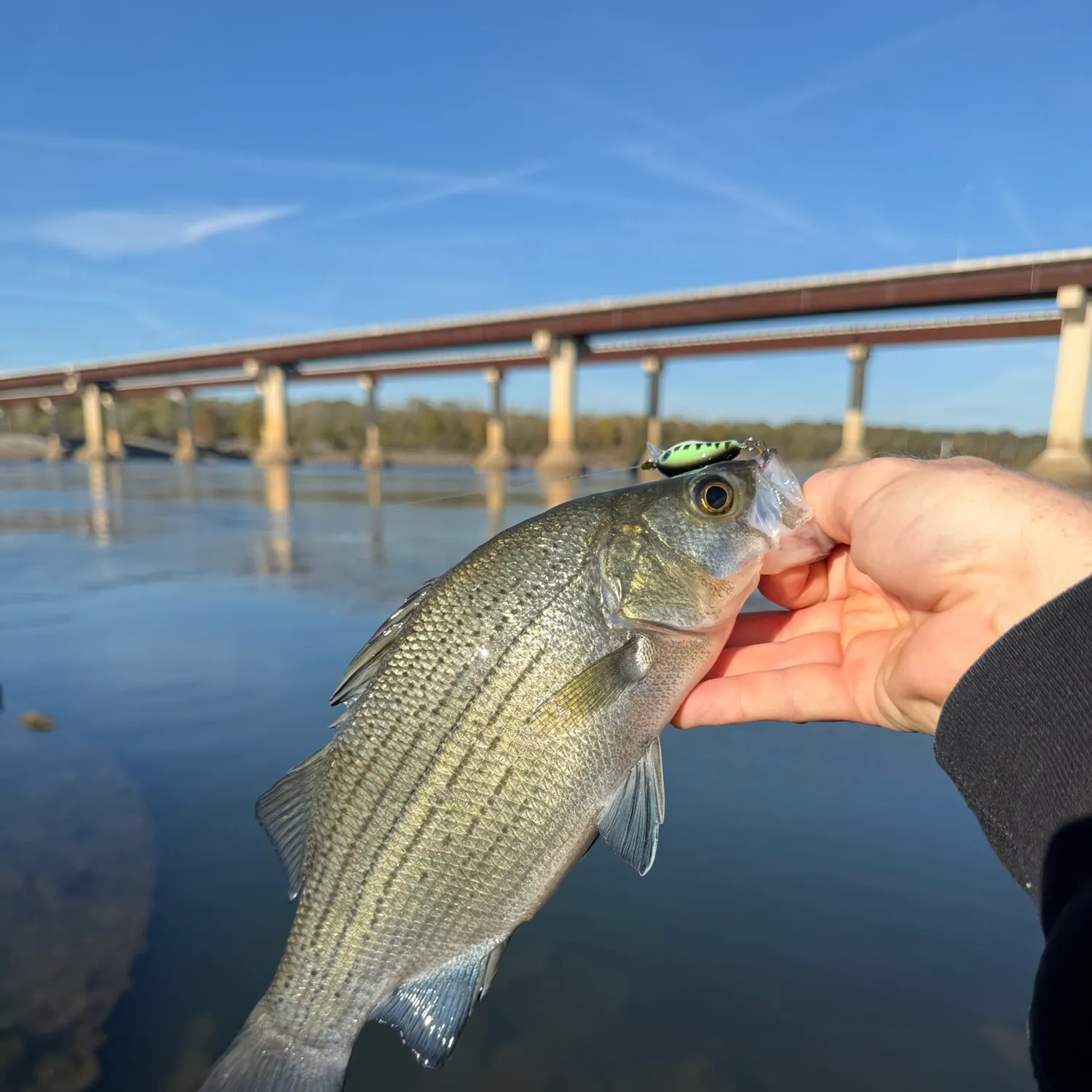 White bass caught on Fishbrain