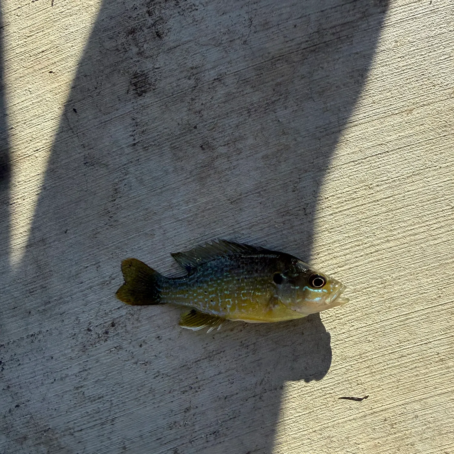 Green sunfish caught on Fishbrain
