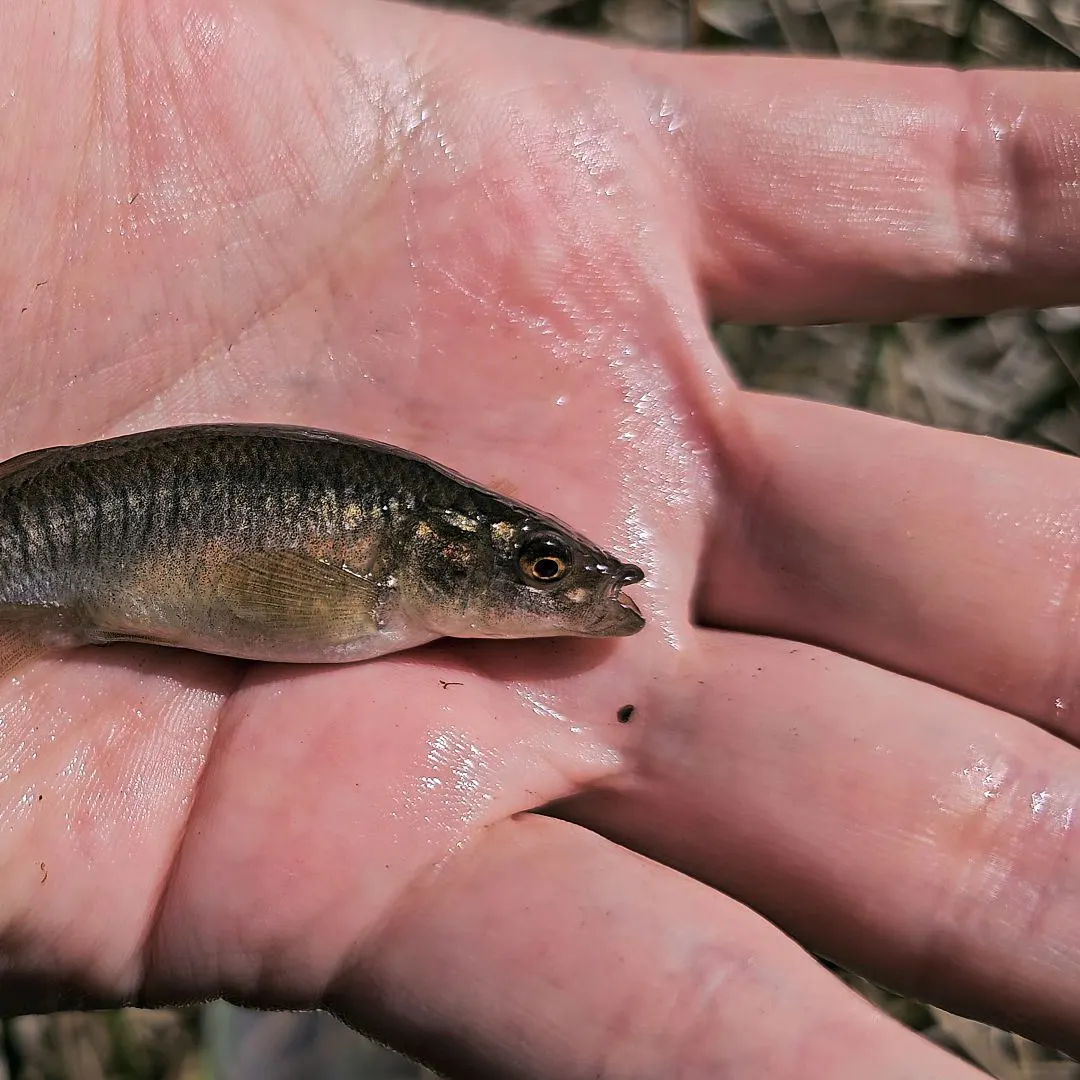 The most recent Southern plains killifish catches on Fishbrain