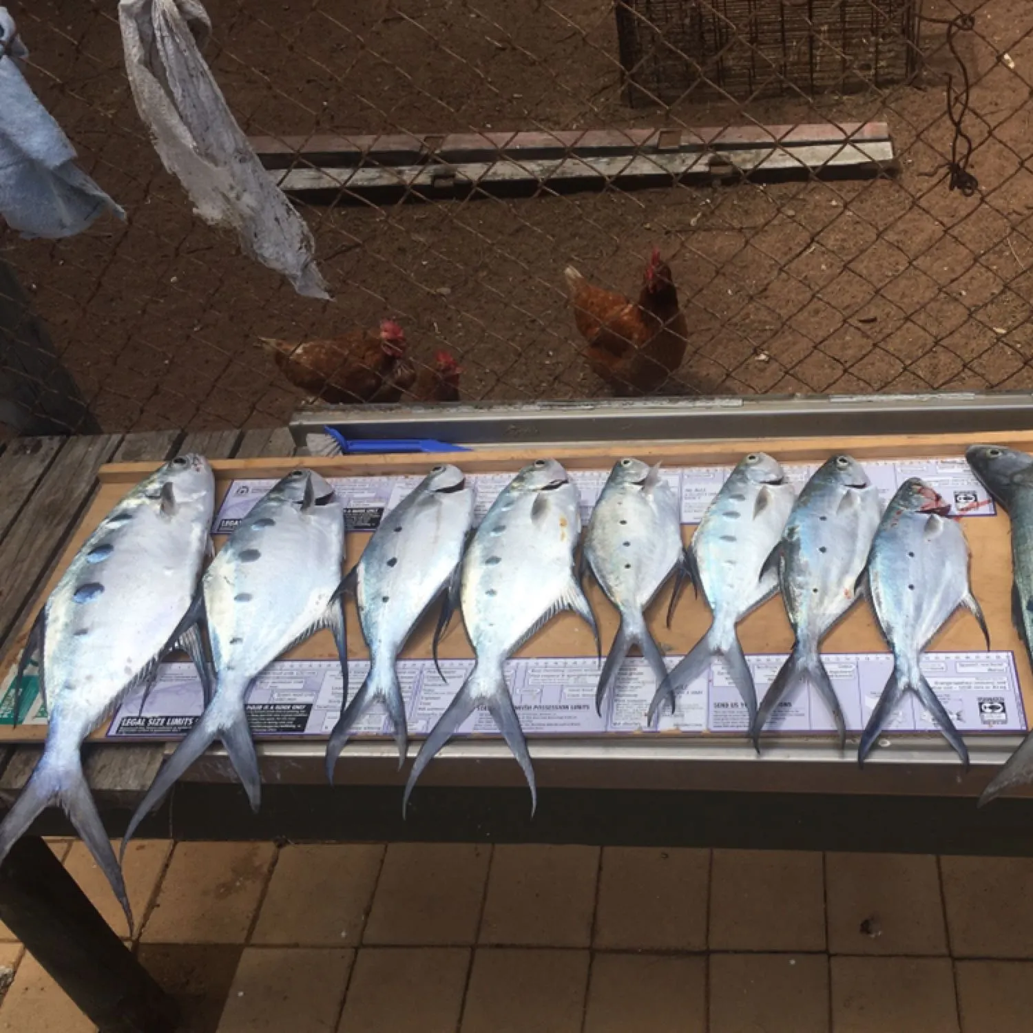 recently logged catches