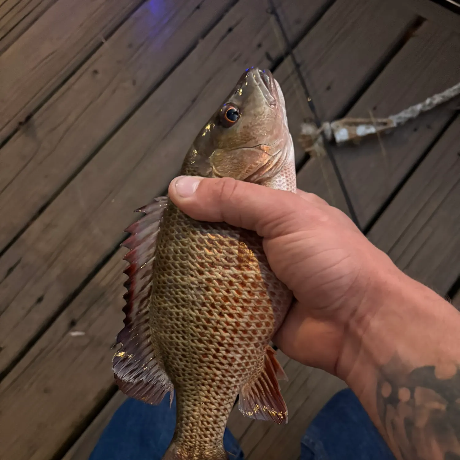 recently logged catches