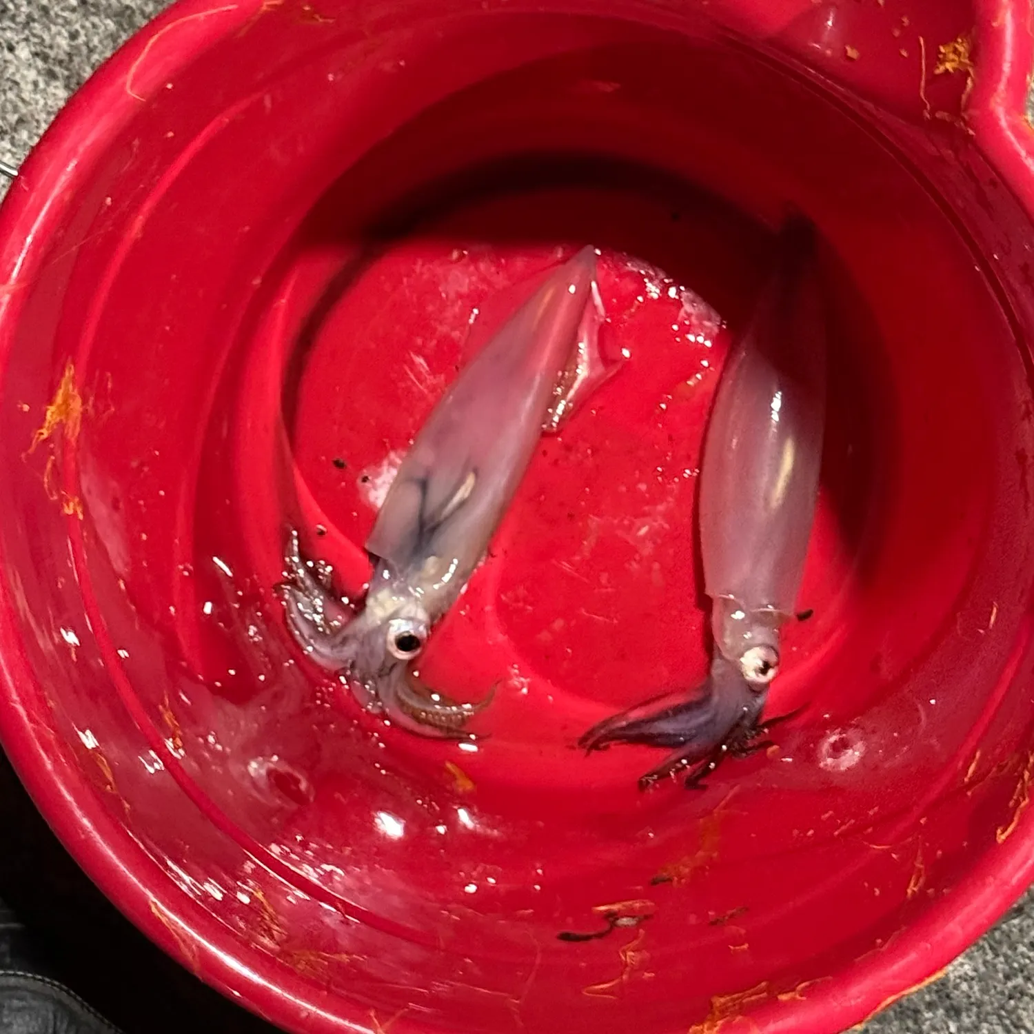 The most recent Market squid catches on Fishbrain