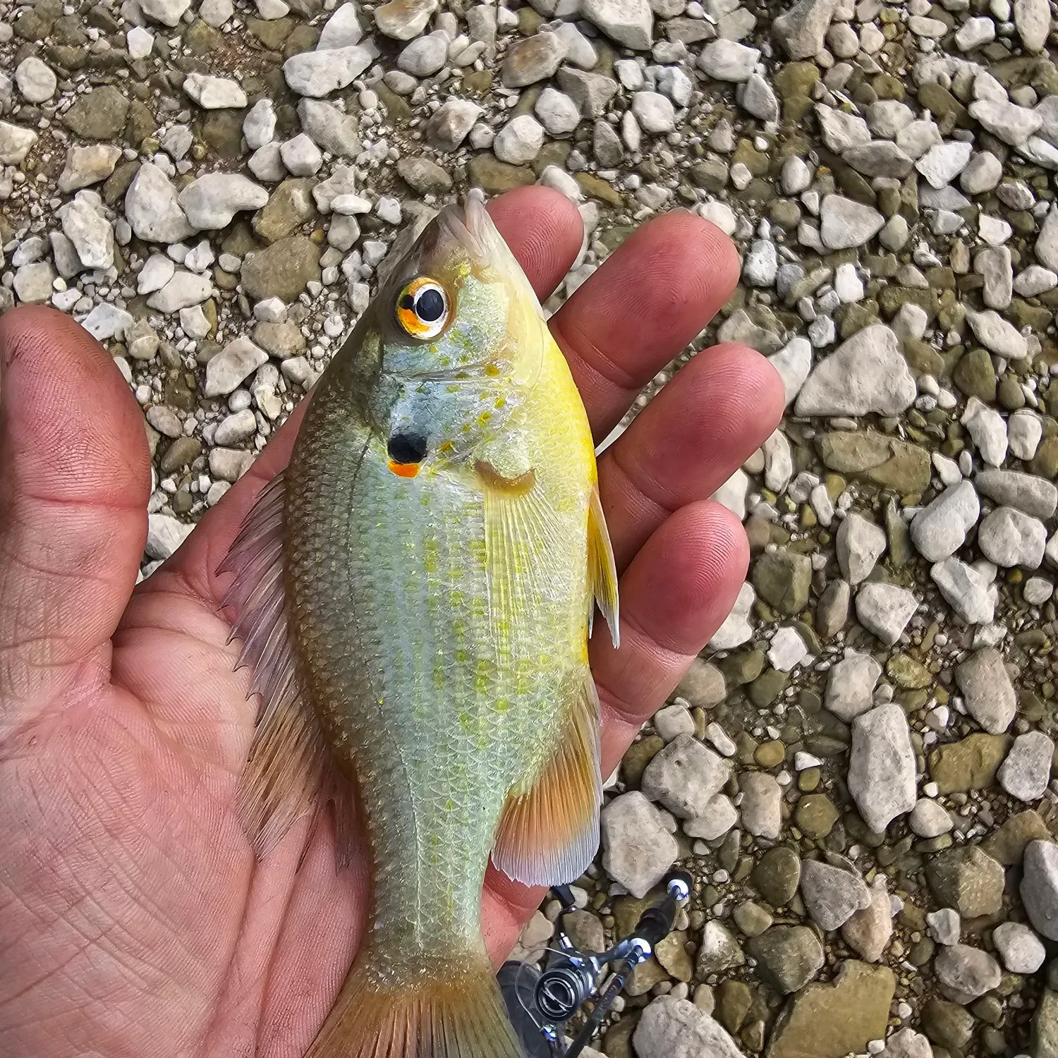 Redear sunfish caught on Fishbrain