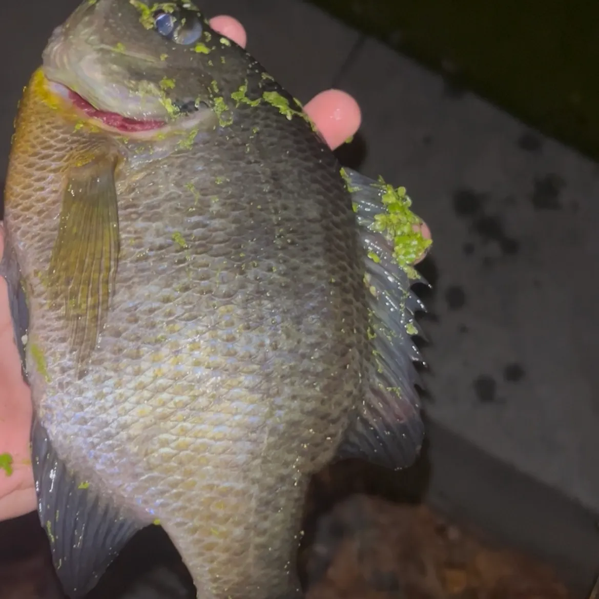 Bluegill caught on Fishbrain
