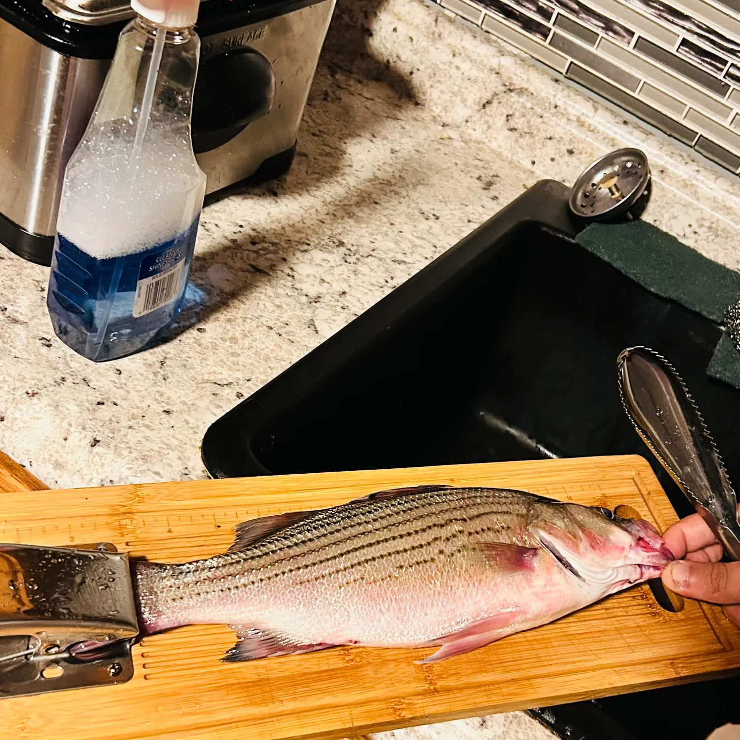Striped bass caught on Fishbrain