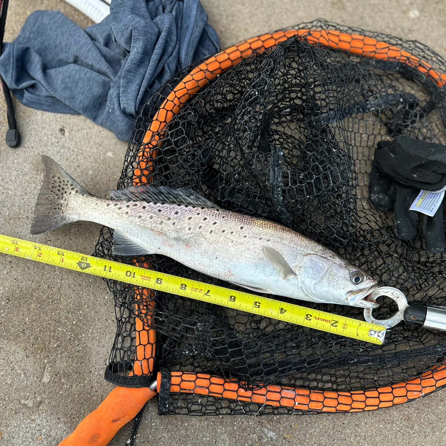 Spotted seatrout caught on Fishbrain