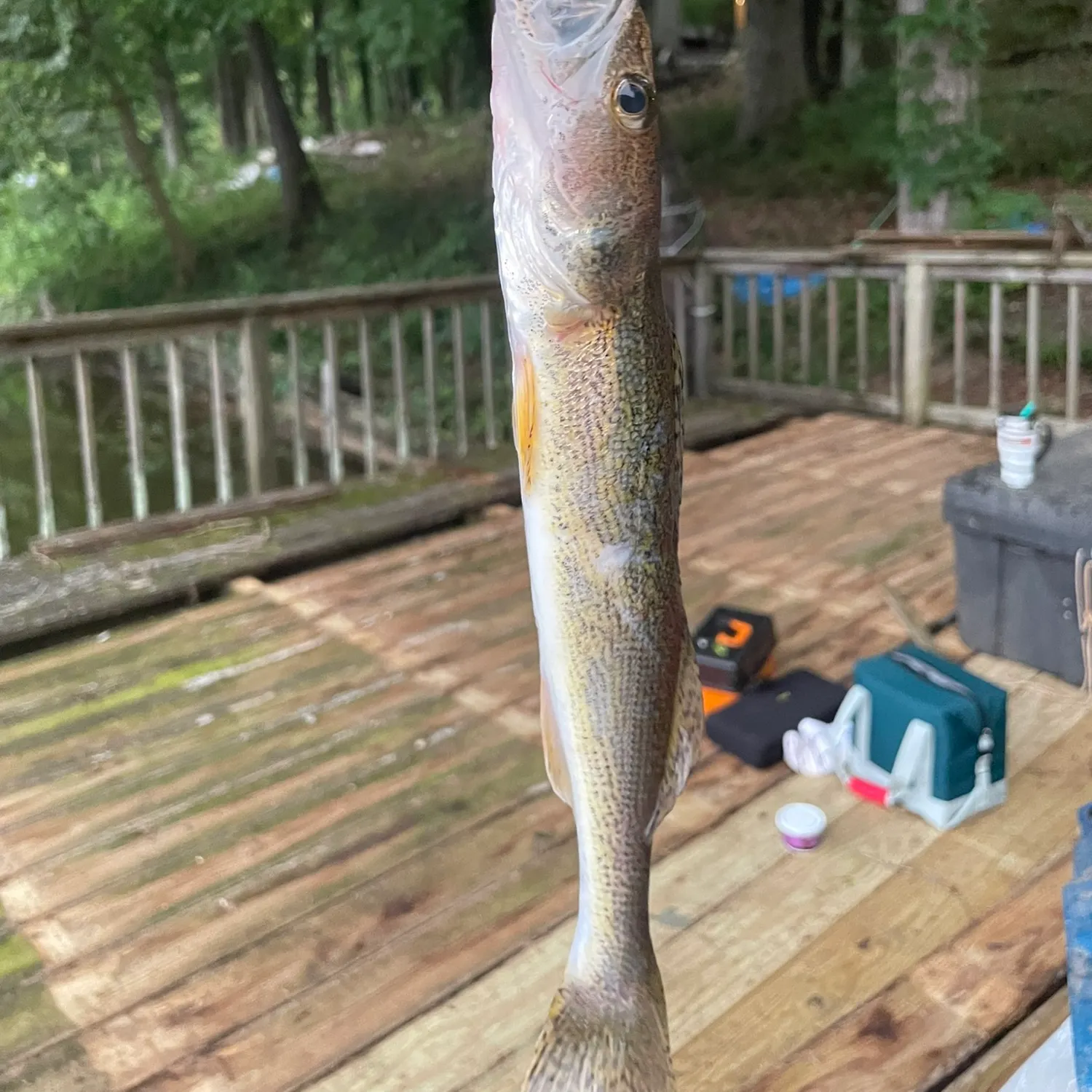 Sauger caught on Fishbrain