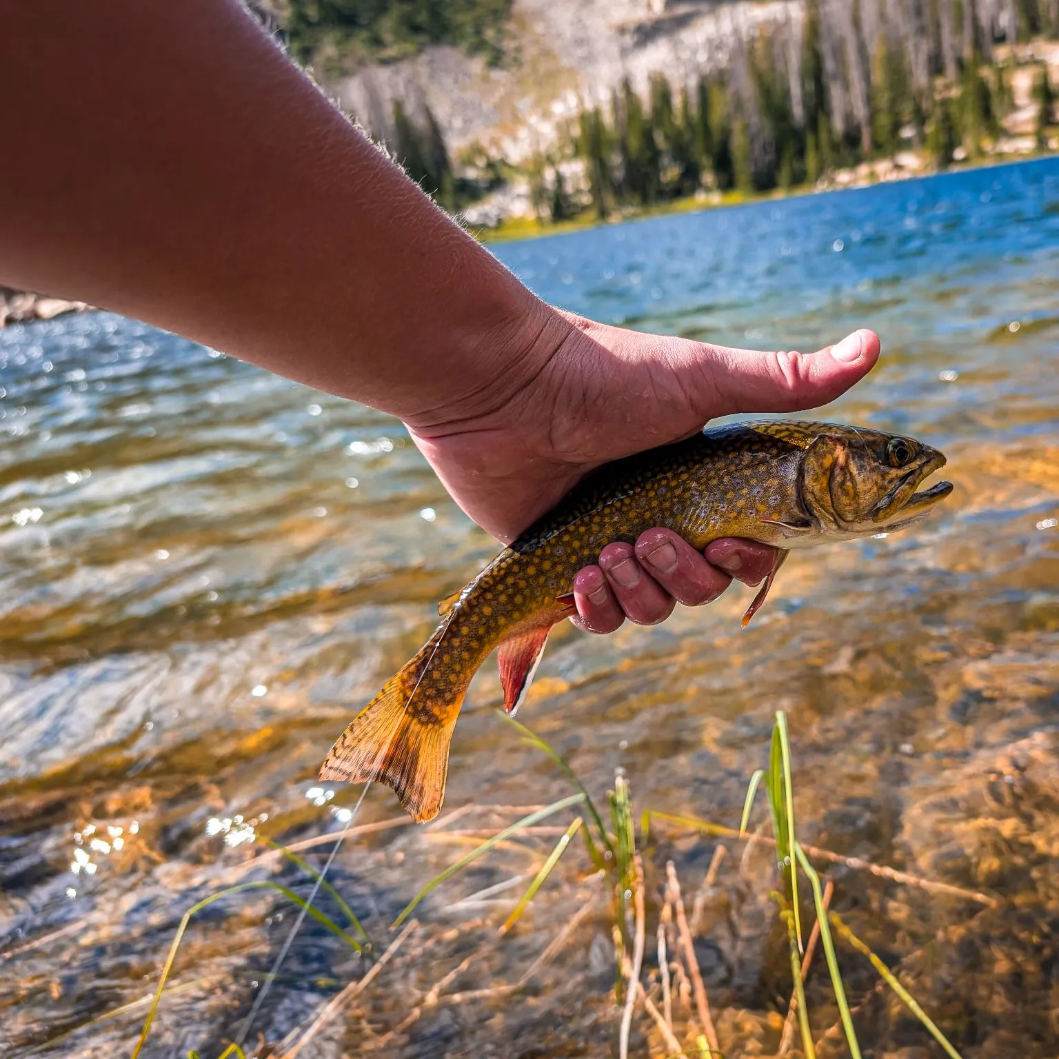 The most recent Brook trout catches on Fishbrain