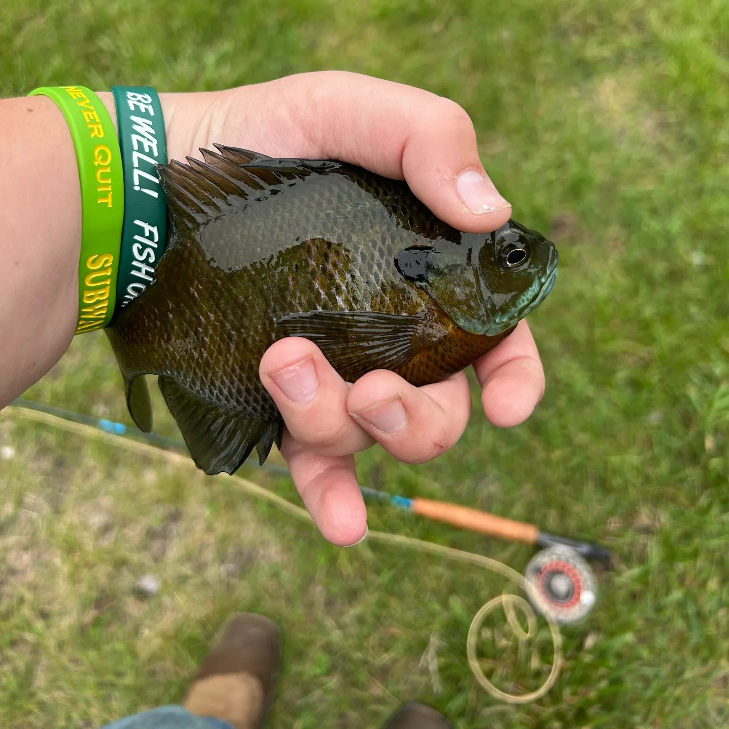 The most recent Bluegill catches on Fishbrain