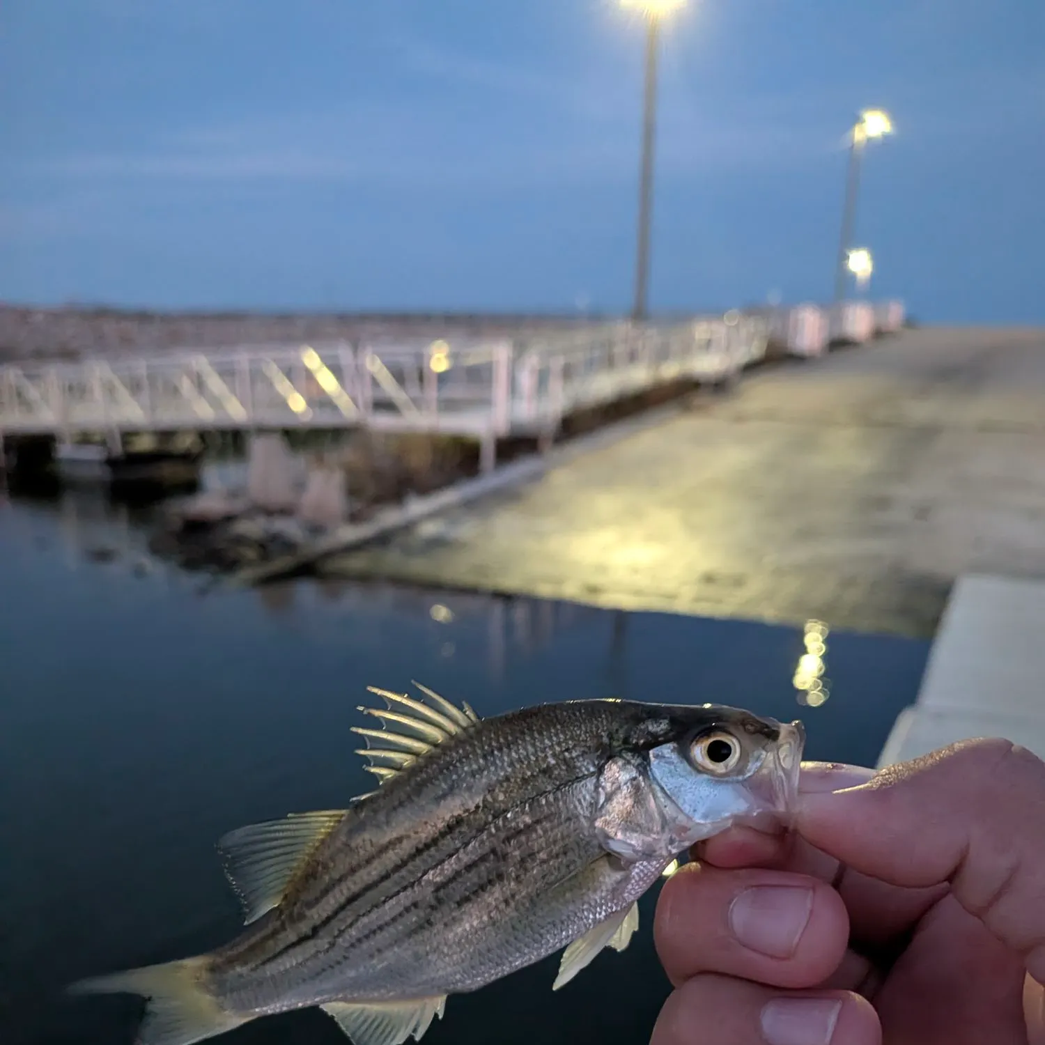 White bass caught on Fishbrain